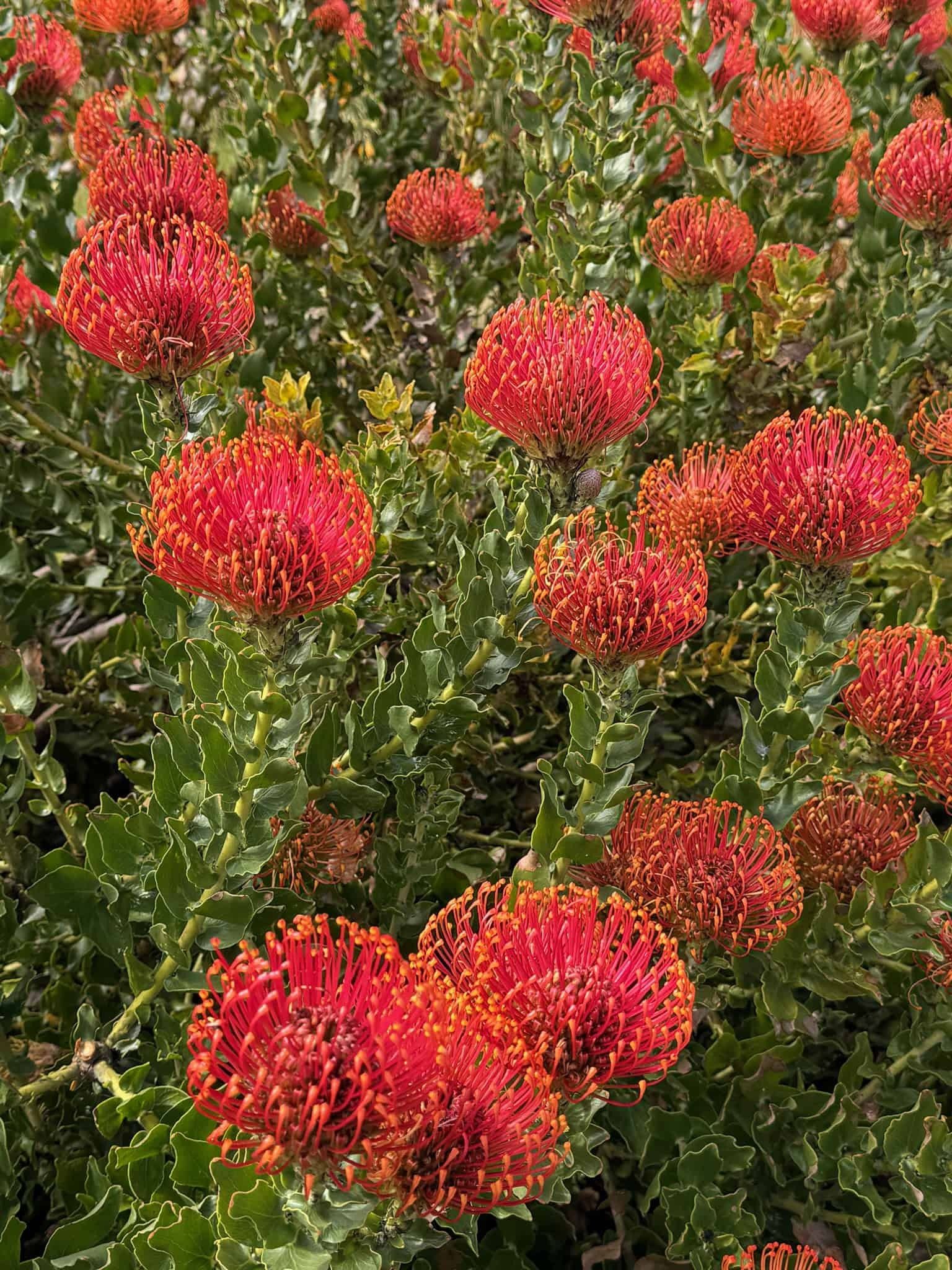 Image of Plant species Leucospurnum pincushion